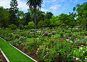 McKinley Park Rose Garden